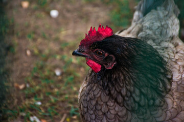Close-up profile portrait of a domestic hen with black and brown feathers, bright red comb and wattles. Natural farm setting with shallow depth of field and soft blurred background. © Вікторія Оленич