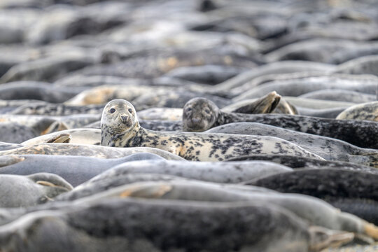 kegelrobbe halichoerus grypus grey seal