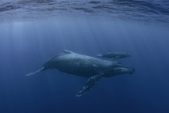 Colima, Mexico - 23 January 2020: View of two humpback whales swimming underwater near Socorro Island, with deep blue ocean depths and soft light filtering from the surface.