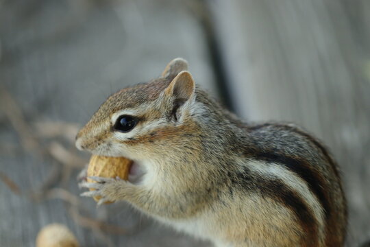 chipmunk eating his nut 