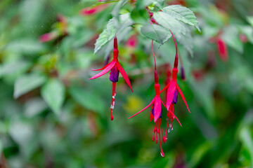 Fototapeta premium Selective focus of Fuchsia magellanica, Red pink flower in the garden, Hummingbird or hardy fuchsia is a species of flowering plant in the family Evening Primrose family, Nature floral background.
