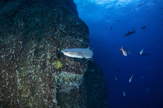 Colima, Mexico - 23 January 2020: View of a whitetip reef shark swimming past a large, textured underwater rock formation in the deep blue waters of Socorro Island.