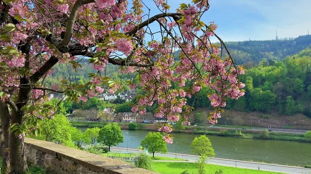 Beautiful spring landscape with blooming pink cherry blossom trees by the Neckar river in Heidelberg Germany