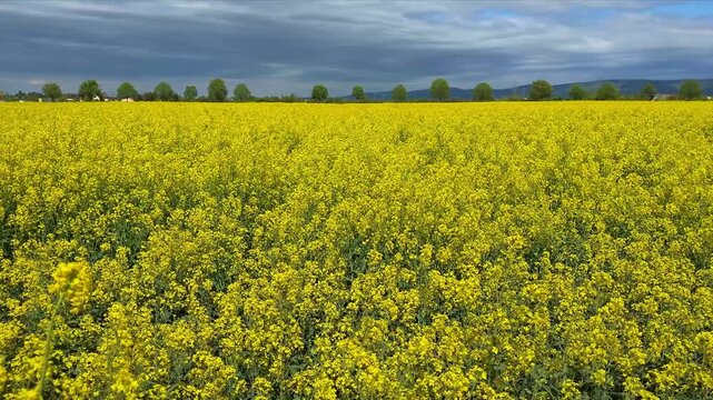Vibrant yellow rapeseed field under a dramatic stormy sky in spring landscape