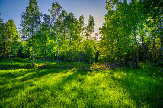 green forest in the spring with plenty of grass