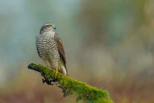 Forest Sentinel