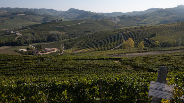 landscapes of the Langhe in Piedmont with vineyards during summer before autumn and the harvest near Alba and Barolo