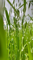 Fototapeta premium Green oat field growing with clear water drops in Spydeberg