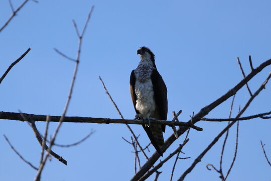 bird on a branch