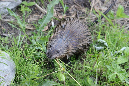 hedgehog in the grass