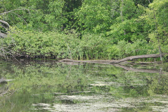 swamp 