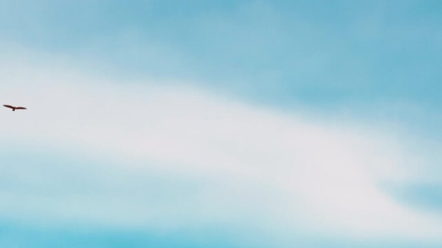 A predatory falcon flies in the skies of Calabria in Italy