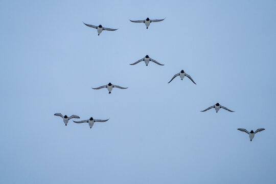 Flock of Thick-billed murre (Uria lomvia) in flight in Gnalodden, Svalbard, Norway