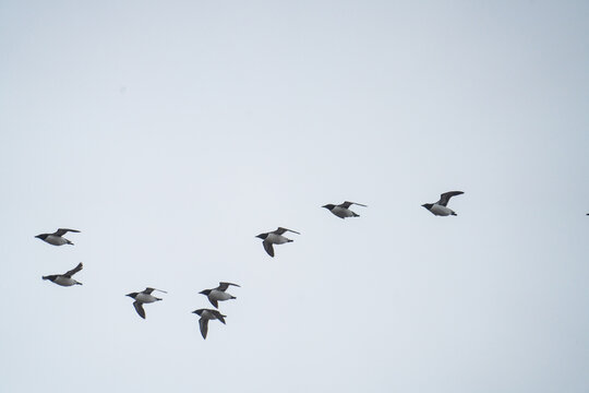 Flock of Thick-billed murre (Uria lomvia) in flight in Gnalodden, Svalbard, Norway