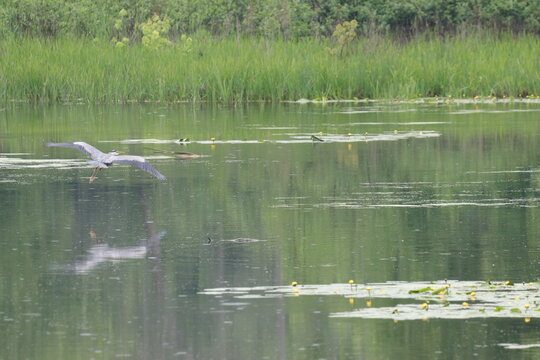 heron on the water