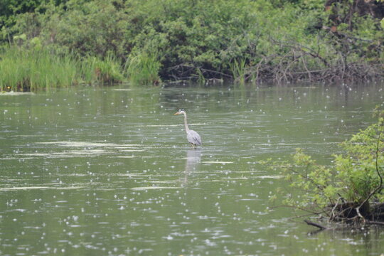 great white heron