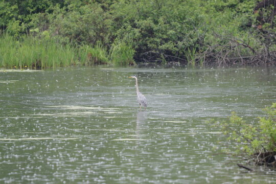 great white heron ardea cinerea