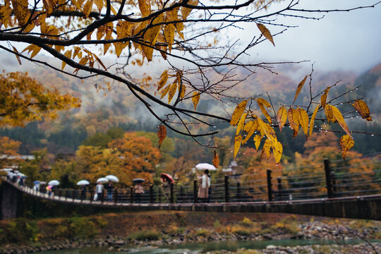 Shirakawa, Gifu, Japan - 09 November 2025: View of the suspension bridge at Shirakawa-go, with people walking under umbrellas amidst vibrant autumn foliage and misty mountains.