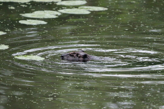 muskrat swimming