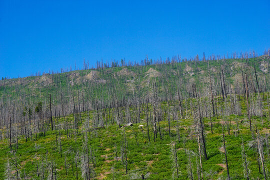 Inland Northern California mountains with trees