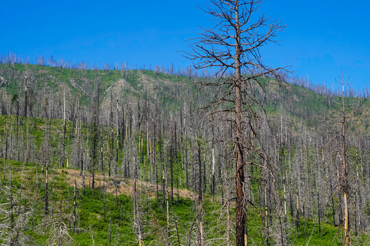 Inland Northern California mountains with trees