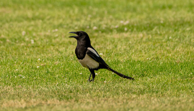 Magpie bird gasping for air as it walks on a grass lawn during the British heatwave of June 2026 where temperatures reached up to 40 degrees celsius. 