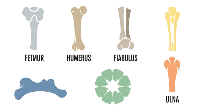 Human Bone Anatomy Chart: Femur, Humerus, Fibula, Ulna, Pelvis, Vertebrae