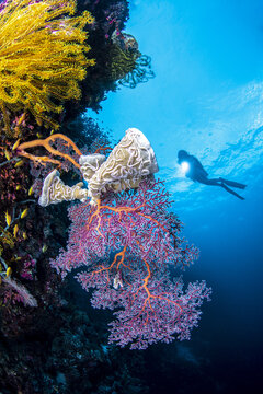 Southwest Papua, Indonesia - 08 November 2018: View of a scuba diver exploring a vibrant coral reef with yellow and purple sea fans in the waters of Raja Ampat Regency, Indonesia.
