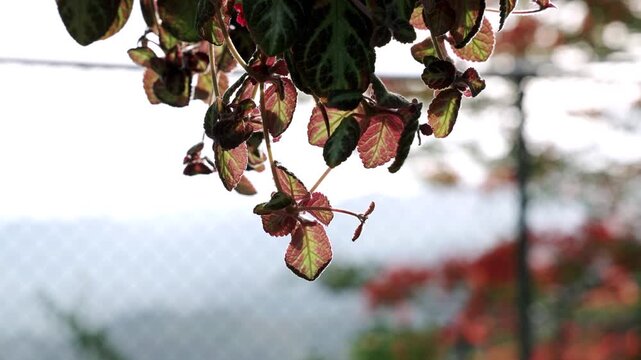 Colorful Hanging Foliage Plant with Pink and Green Leaves Glowing in Natural Sunlight