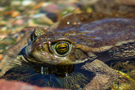 Close-up of a toad in a lake in Neuqu&eacute;n, Argentina.