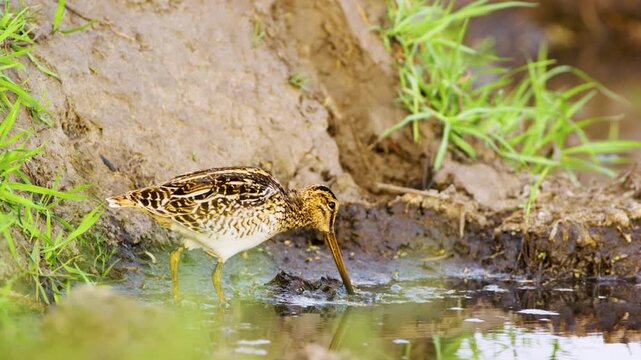 Close up of a common snipe (Gallinago gallinago) foraging in water at Chobe National Park, Botswana, South Africa. 