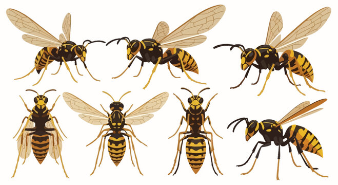 Set of Realistic Honey Bees and Wasps Illustrations
