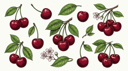 Fototapeta premium Artistic handdrawn organic red cherry berries with green leaves, vibrant botanical fruit collection, detailed colored pencil style sketch vector illustration on white background.