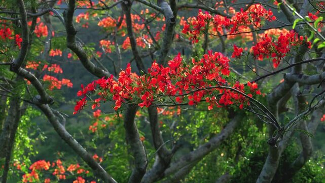 Flamboyan Flowers Blooming Across Tree Branches in a Lush Tropical Landscape with Natural Sunlight