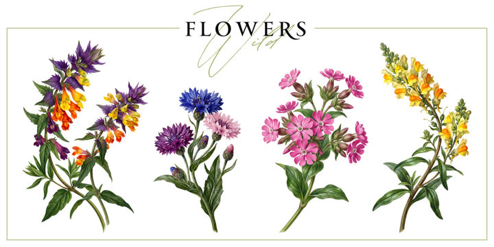 Colorful wild flowers isolated on a white background. Vintage painting style illustration.