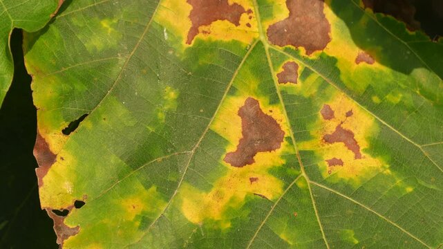 Macro close up of a green teak leaf showing yellow spots and natural decay texture.