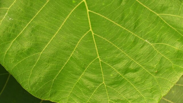 Close up texture of fresh green teak leaf showing detailed natural vein pattern background footage.