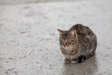  Hauskatze (Felis silvestris catus) bei Regen © AnnaReinert