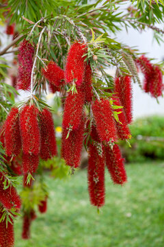 Karminroter Zylinderputzer (Callistemon citrinus)