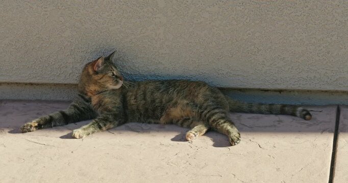 A relaxed cat rests on a sunny patio floor