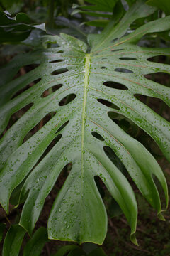 雨の日の植物
