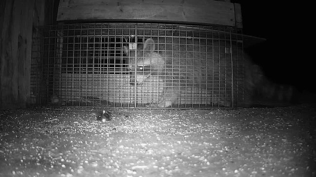 High-quality trail camera footage showing a raccoon entering a non-lethal cage and triggering the trap door.