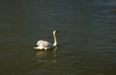 Fototapeta premium Elegant white swan swimming alone on calm river water, minimalist wildlife photography.