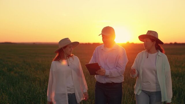 Farmers, men women working together in green field. Team people working, checking wheat growth, analyzing harvest using tablet. Farmers business people teamwork. Agricultural workers, agronomist, sun