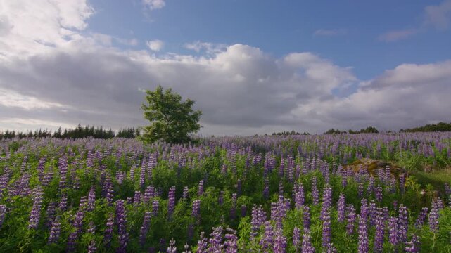 Flowering tree in a field of Lupine flowers shadow to bright Iceland summer