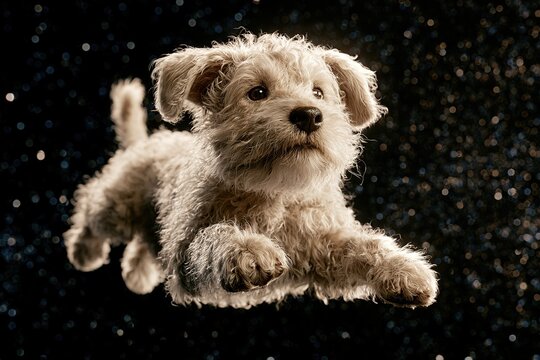 Adorable fluffy dog floating in a dark night sky with shimmering bokeh lights, a whimsical and dreamy scene.