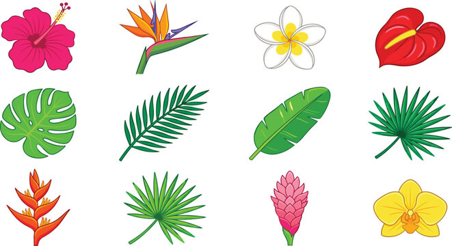 Tropical Botanical Vector Set Featuring Hibiscus Frangipani Bird of Paradise Anthurium Orchid Flowers and Palm Monstera Banana Leaves for Summer Jungle Designs