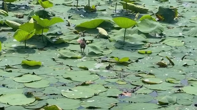 A jacana bird walks across lily pads filmed with a static wide shot in a calm natural pond setting
