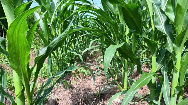 4K video a gentle breeze moving through tall lush green corn stalks arching over a path in a summer cornfield, low angle between the rows, agriculture and farming B-roll.
