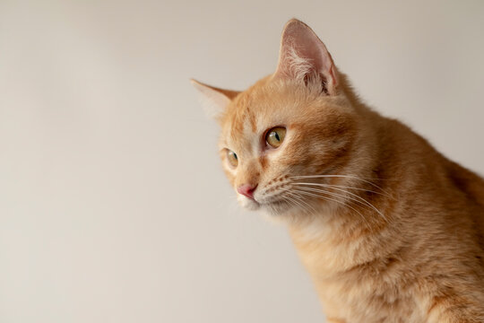 Curious orange tabby cat looking away with intense focus, close-up profile portrait on light neutral background with ample copy space for pet care or veterinary concepts.